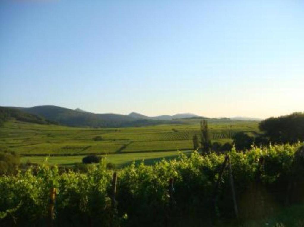 Vue Sur Vignes