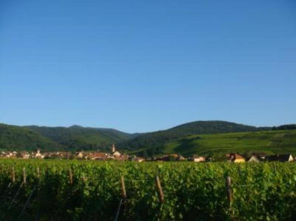 Vue Sur Vignes *