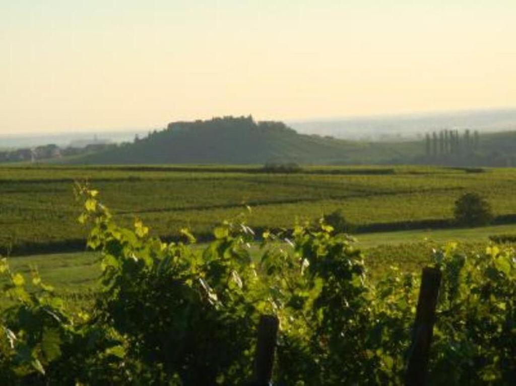 Vue Sur Vignes Riquewihr